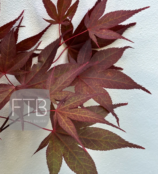 Acer Palmatum Fireglow - Japanese Maple Fireglow