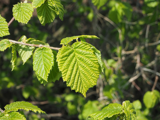 Corylus Avellana 'Contorta' - Crazy Filbert