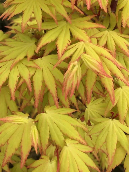 Acer Palmatum Orange Dream - Japanese Maple Orange Dream