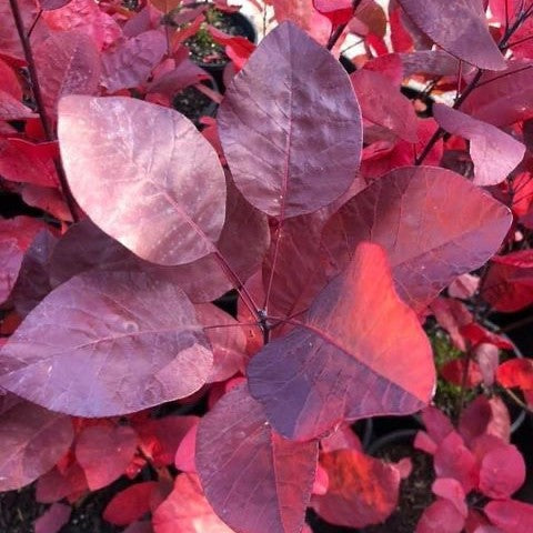 Cotinus Coggygria 'Grace' - Grace Smoke Bush