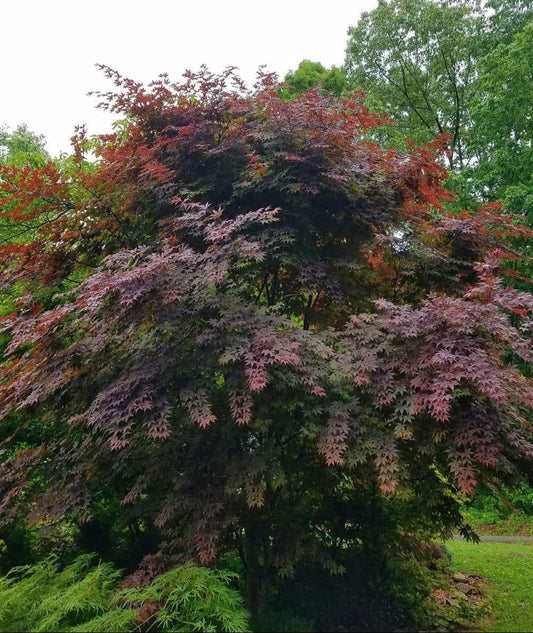 Acer Palmatum Boskoop Glory - Boskoop Glory Japanese Maple