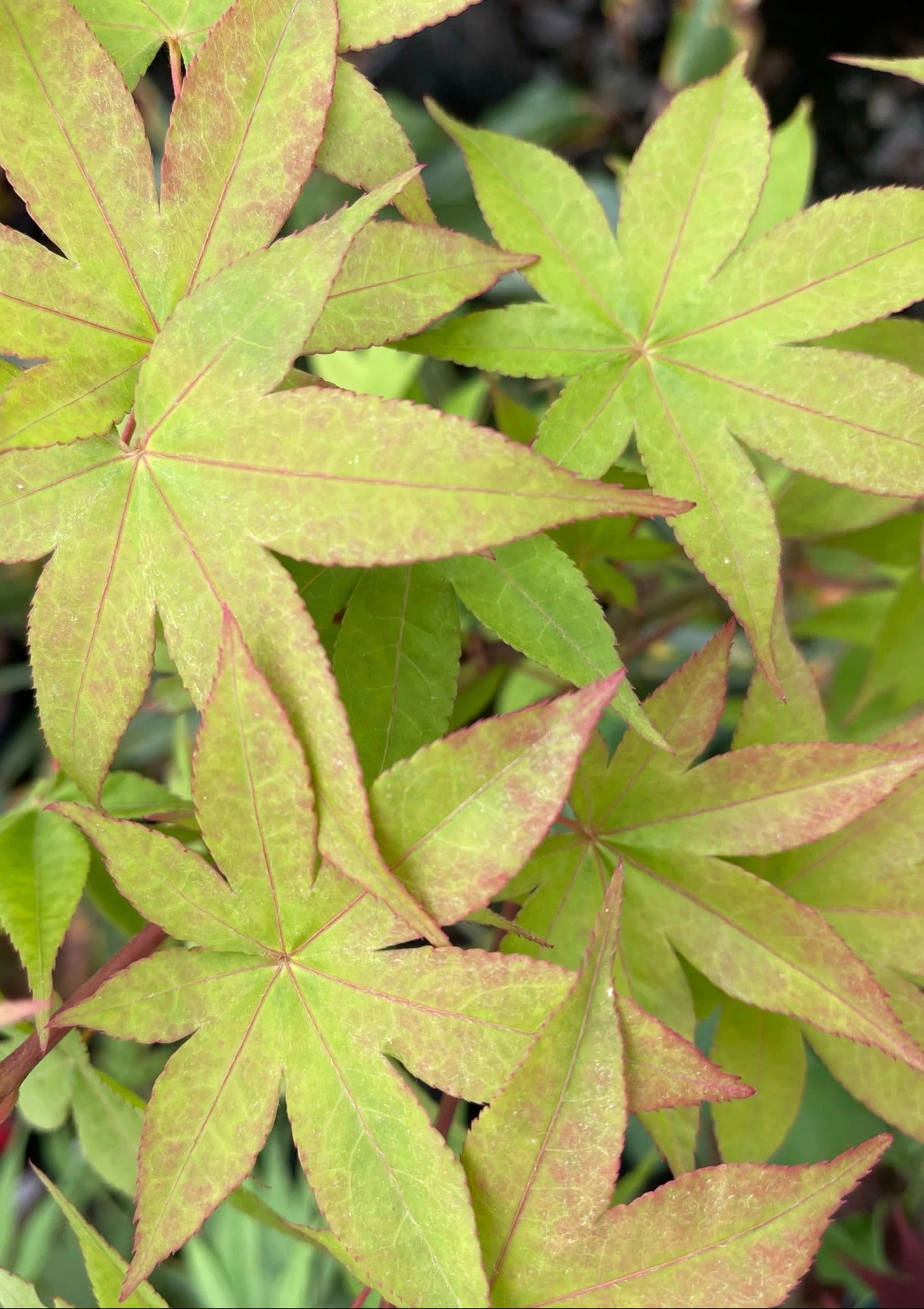 Close-up of green and red leaves with a blurred background