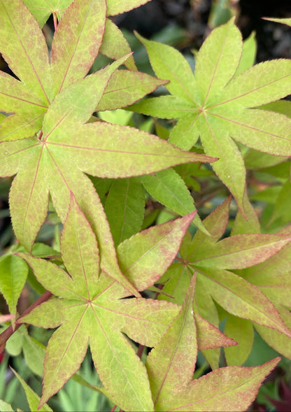Close-up of green and red leaves with a blurred background