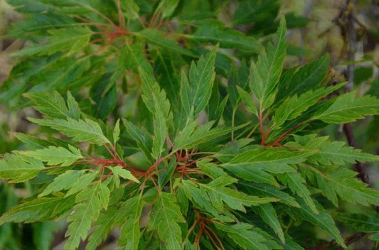 Acer Palmatum Koshimino - Japanese Maple Koshimino