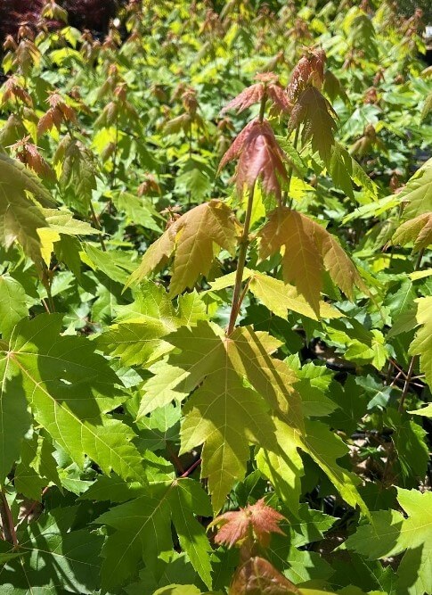 Acer Freemani Jeffers Red "Autumn Blaze"