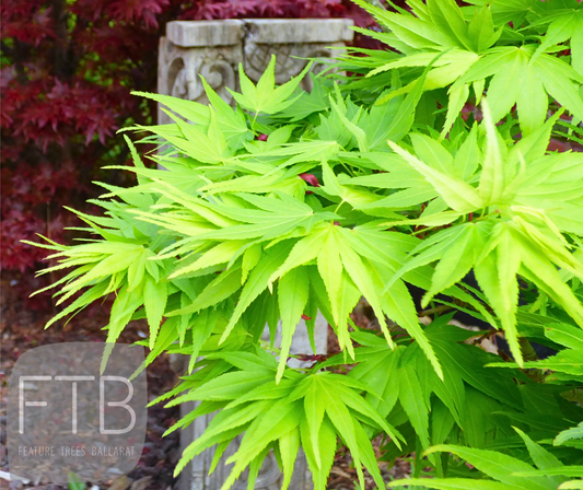 Acer Palmatum Mikawa Yatsubusa - Japanese Maple Mikawa Yatsubusa