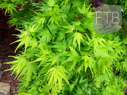 Acer Palmatum Mikawa Yatsubusa - Japanese Maple Mikawa Yatsubusa