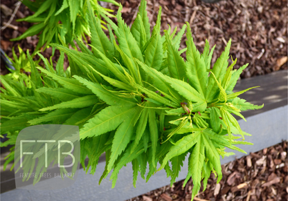 Acer Palmatum Mikawa Yatsubusa - Japanese Maple Mikawa Yatsubusa