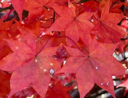 Close-up of bright red maple leaves