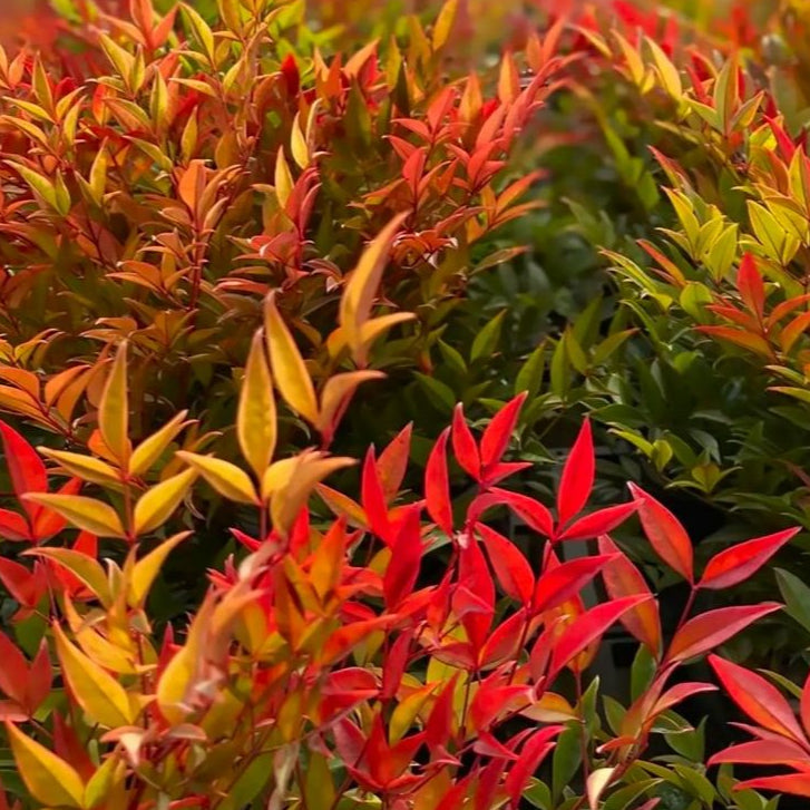 Nandina Moon Bay