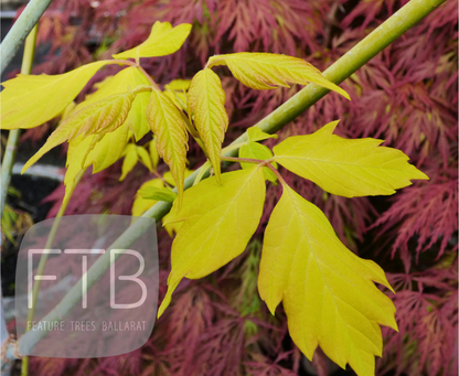 Acer Negundo Kellys Gold - Kellys Gold Boxelder