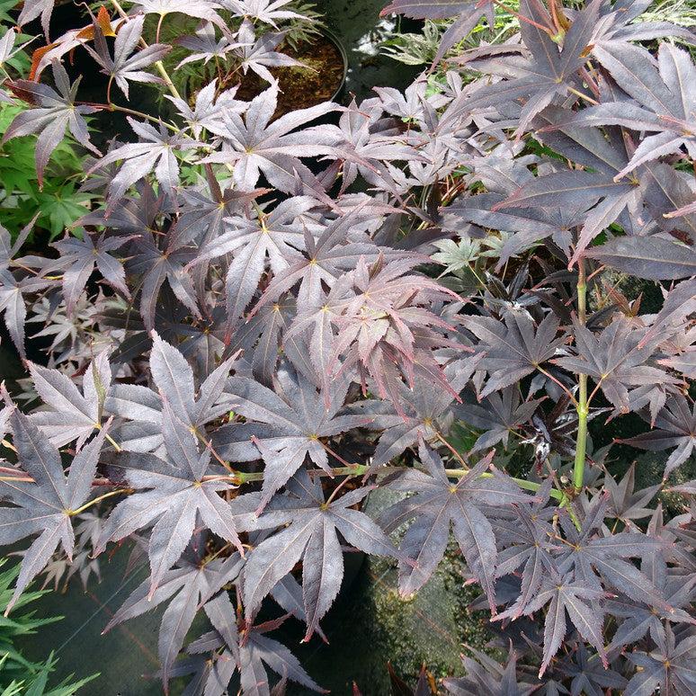Acer Palmatum Nigrum - Japanese Maple Nigrum