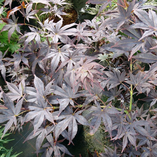 Acer Palmatum Nigrum - Japanese Maple Nigrum