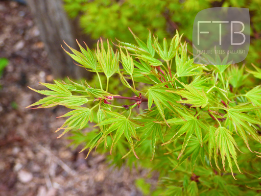 Acer Palmatum Okushimo - Japanese Maple Okushimo