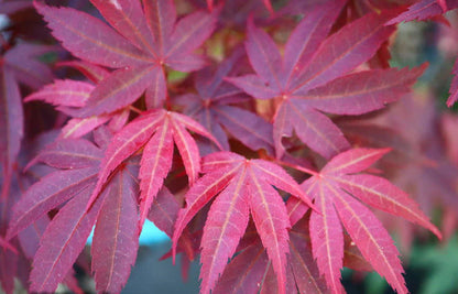 Acer Palmatum 'Pixie' - Pixie Japanese Maple