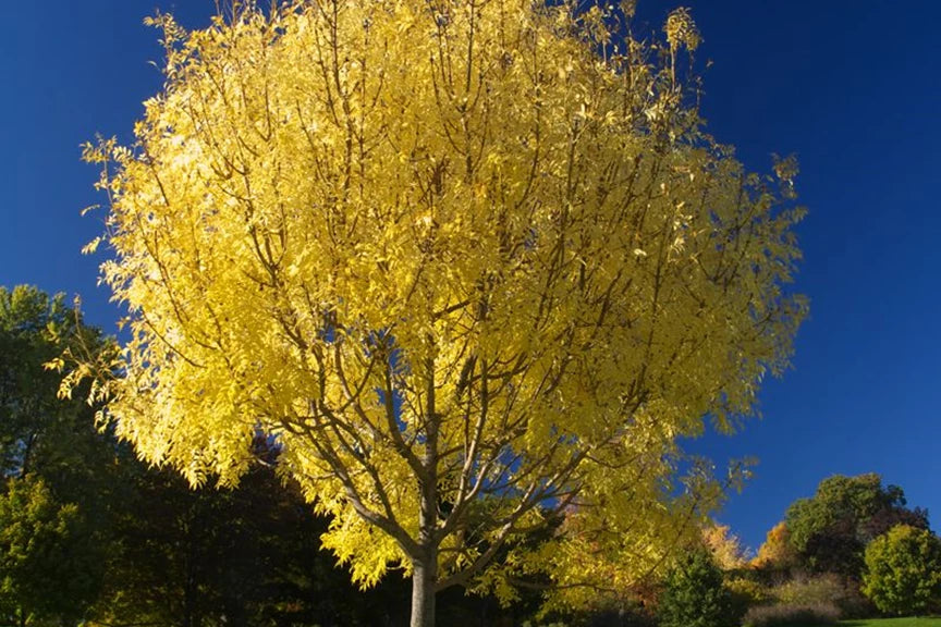 Fraxinus excelsior Aurea - Golden Ash – FEATURE TREES BALLARAT