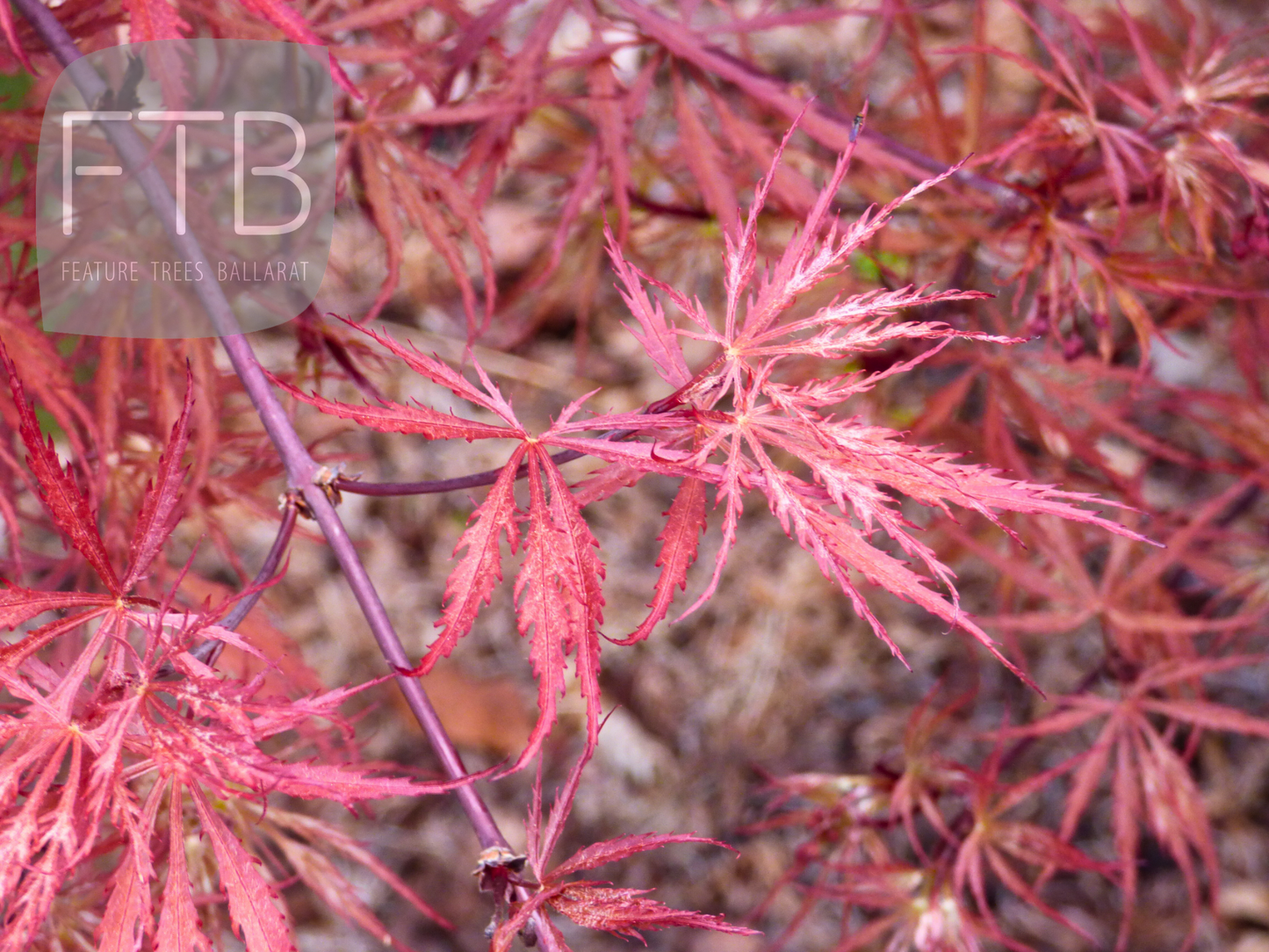 Acer Palmatum Red Dragon - Red Dragon Japanese Maple
