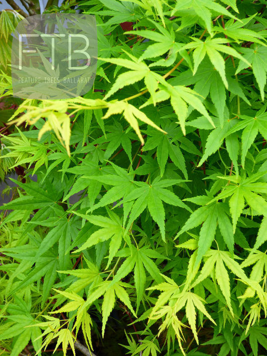 Acer Palmatum Ryusen - Weeping Japanese Maple Nishiki Fountain