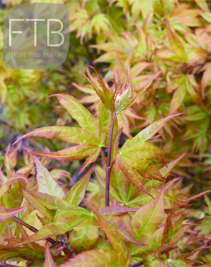 Acer Palmatum Ryuzu - Ryuzu Japanese Maple