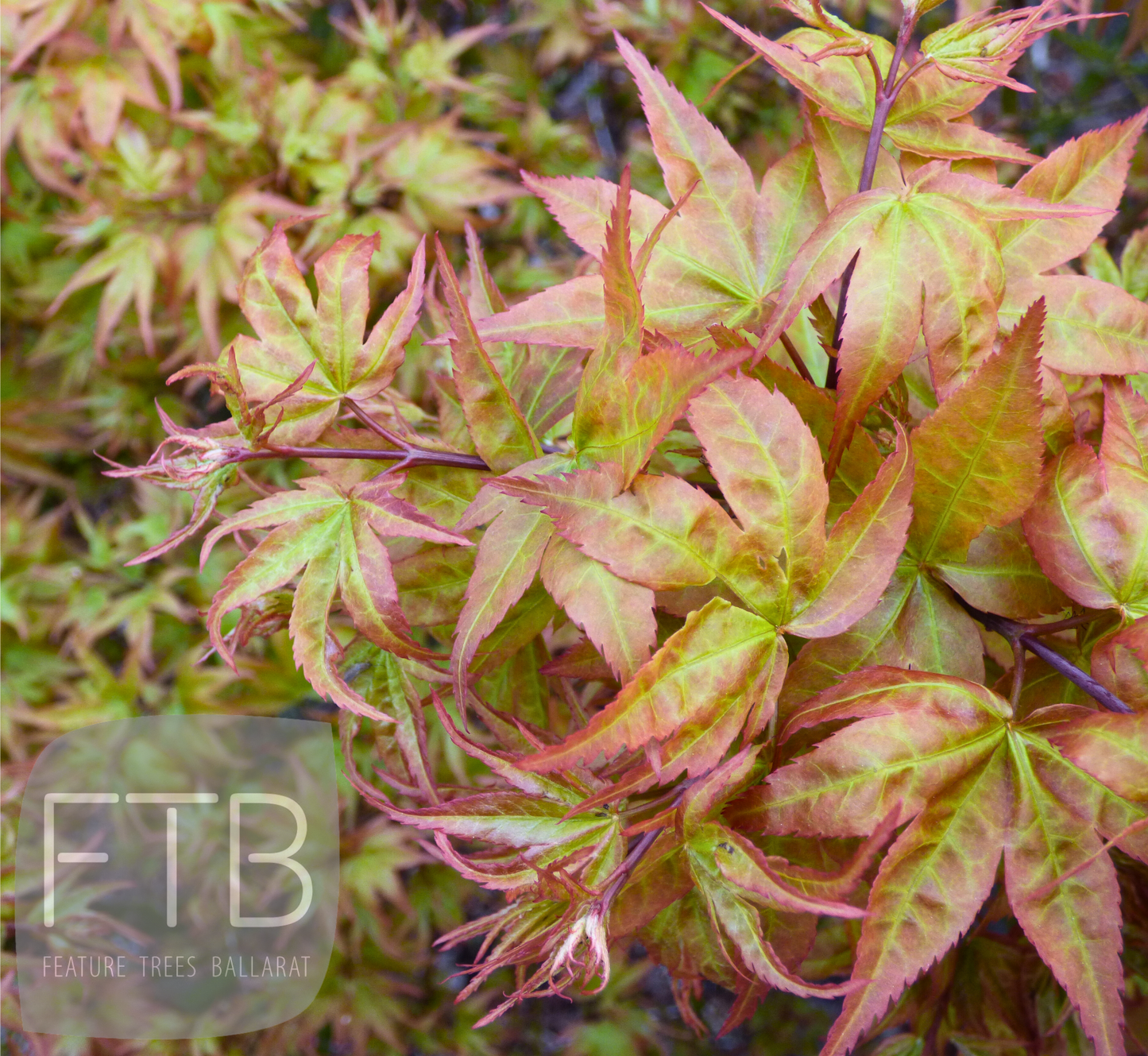 Acer Palmatum Ryuzu - Ryuzu Japanese Maple