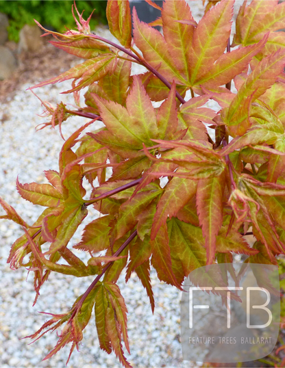 Acer Palmatum Ryuzu - Ryuzu Japanese Maple