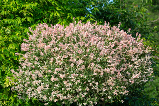 Salix Hakuro Nishiki - Dappled Willow