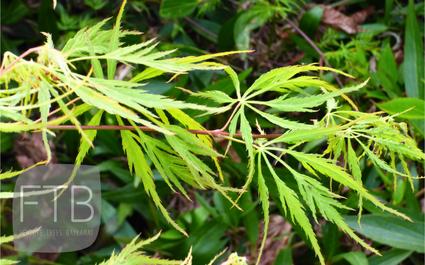 Acer Palmatum Sekimori - Weeping Japanese Maple Sekimori