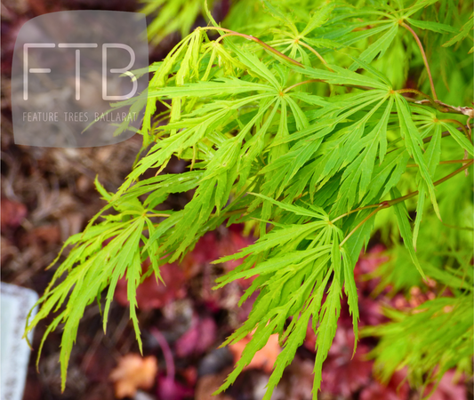 Acer Palmatum Sekimori - Weeping Japanese Maple Sekimori
