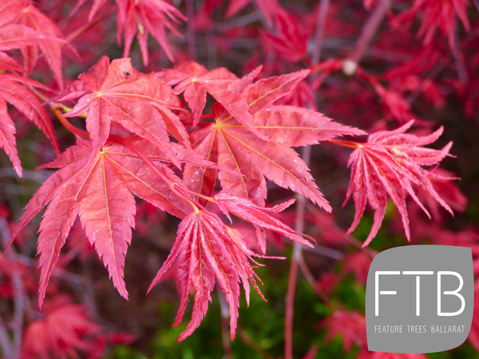 Feature Trees Ballarat – FEATURE TREES BALLARAT