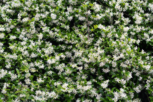 Trachelospermum Jasminoides - Chinese Star Jasmine
