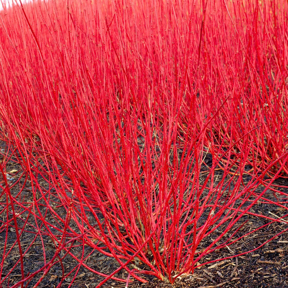 Cornus Sericea Sunshine - Red Stemmed Yellow Leaf Dogwood