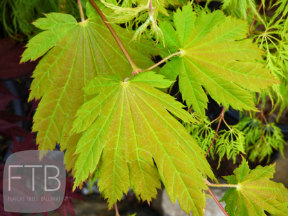 Acer Japonicum Vitifolium - Full Moon Maple