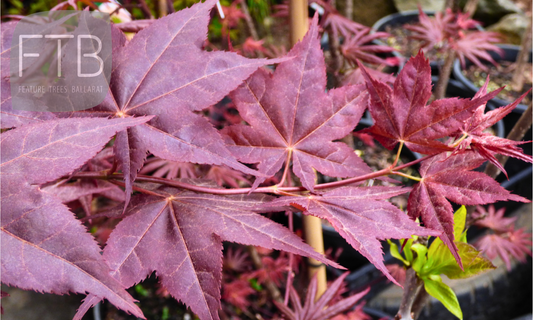 Acer Palmatum Wallies - Japanese Maple Wallies