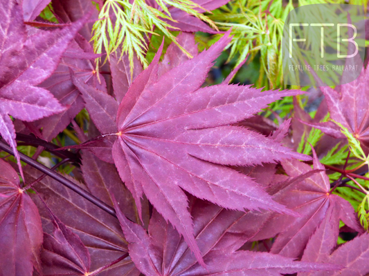 Acer Shirasawanum 'Yasemin' - Yasemin Japanese Maple